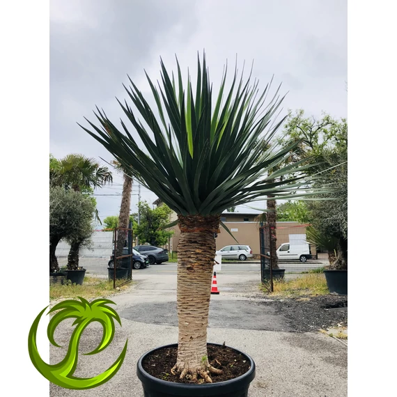 Dracaena Draco (Kanári sárkányfa) 200-210cm