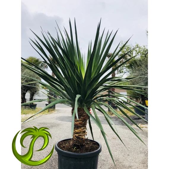 Dracaena Draco (Kanári sárkányfa) 150-160cm