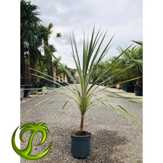 Cordyline Torbay Dazzler 110-120cm