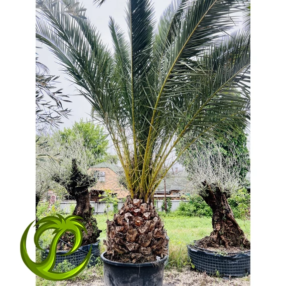 Phoenix Canariensis (Kanári datolyapálma) 100-110cm törzzsel