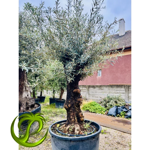 Olea Europaea 3.