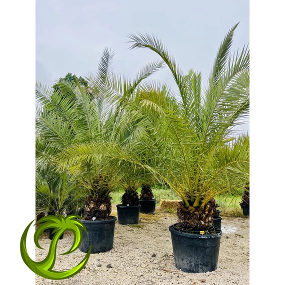 Phoenix Canariensis (Kanári datolyapálma) 330-350cm