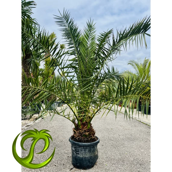 Kanári datolyapálma (Phoenix Canariensis) 200-220cm