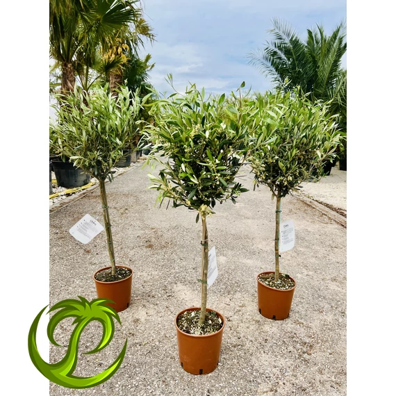 Olea Europaea 110-130cm