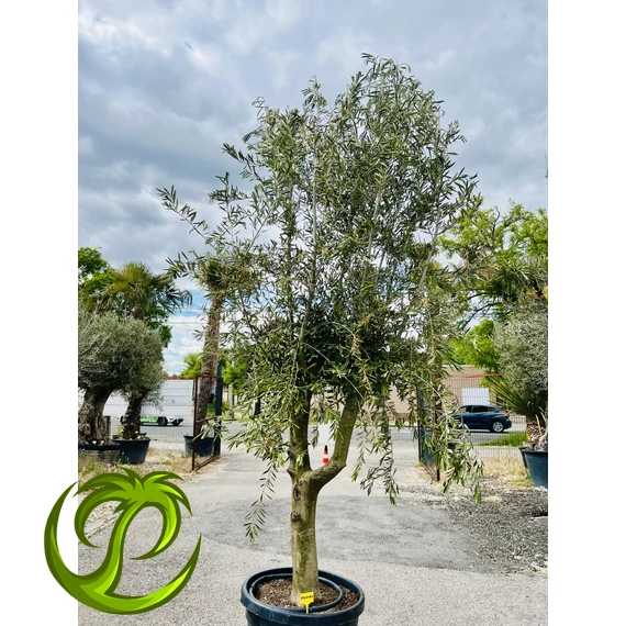 Olea Europaea Arbequino 1. 300-330cm