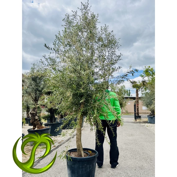 Olea Europaea Arbequino 1. 300-330cm