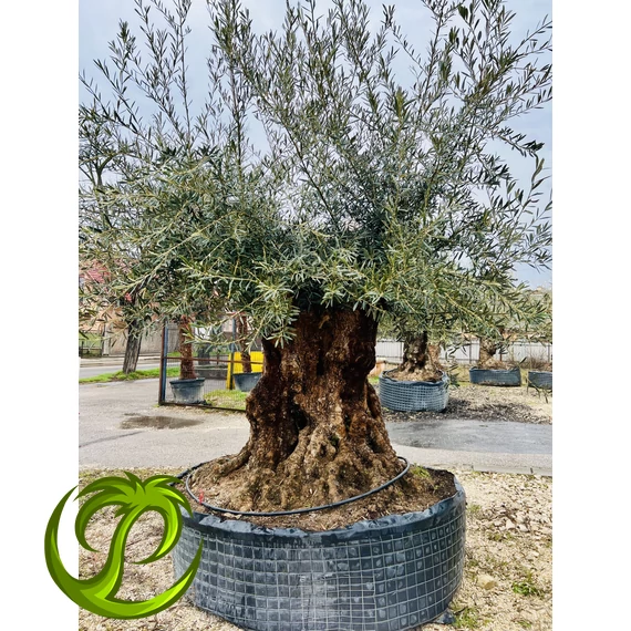 Olea Europaea őstörzses 11.