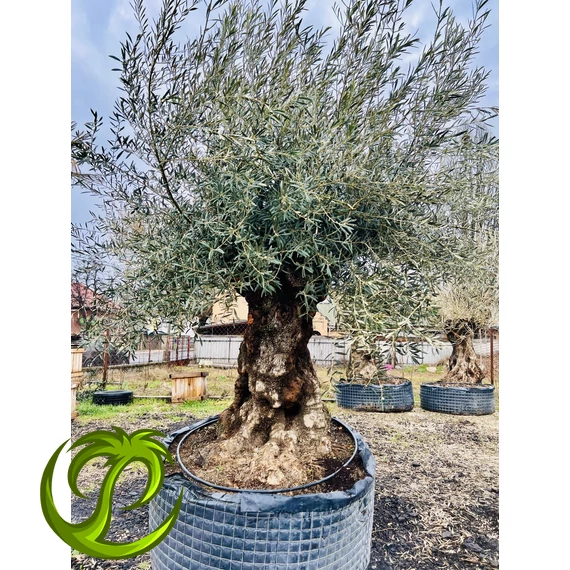Olea Europaea őstörzses 10.