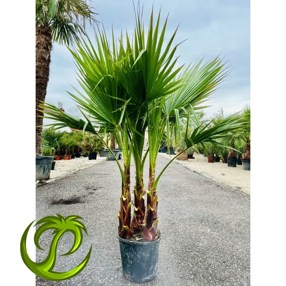 Washingtonia Robusta csoport 130-140cm teljes magasság