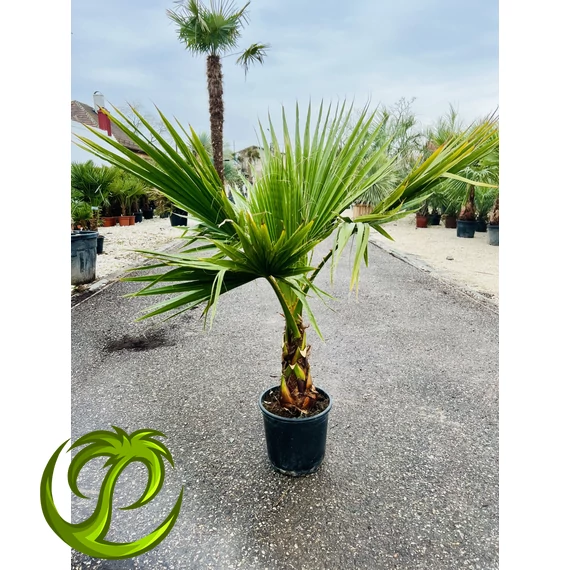 Washingtonia Robusta 120-130cm teljes magasság