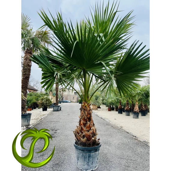 Washingtonia Robusta 250-300cm teljes magasság