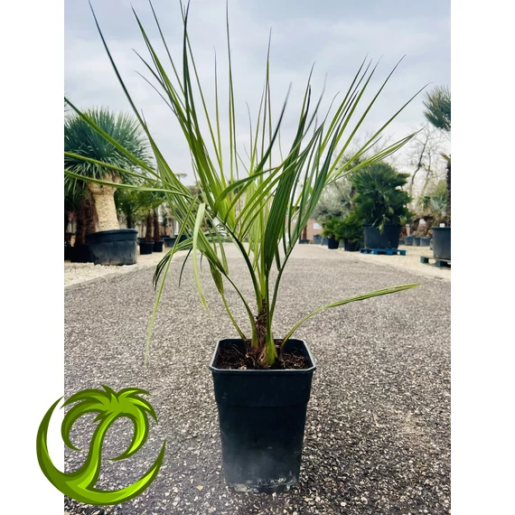 Butia Odorata Silver 70-90cm teljes magasság