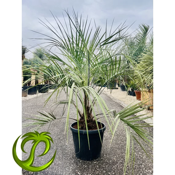 Butia Odorata Silver 150-170cm teljes magasság