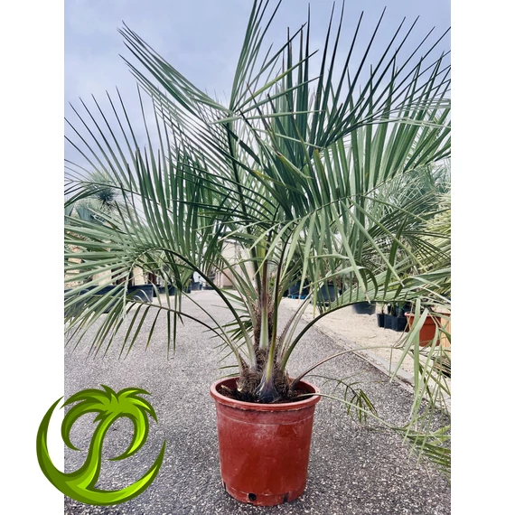 Butia Odorata Silver 150-160cm teljes magasság