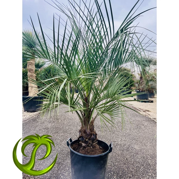 Butia Odorata Silver 180-220cm teljes magasság