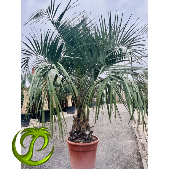 Butia Odorata Silver 230-250cm teljes magasság