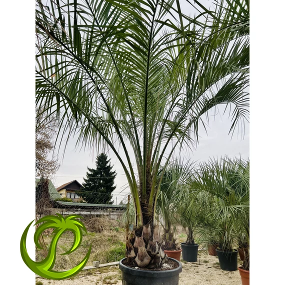 Butia Odorata Silver 350-400cm teljes magasság