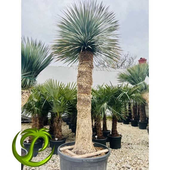 Yucca Rostrata 170-180cm törzzsel, 300cm teljes magasság