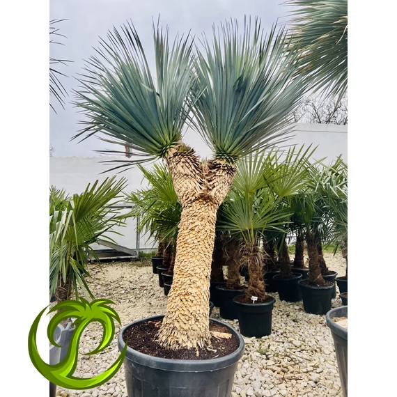 Yucca Rostrata dupla fejjel 120cm törzzsel, 220-230cm teljes magasság