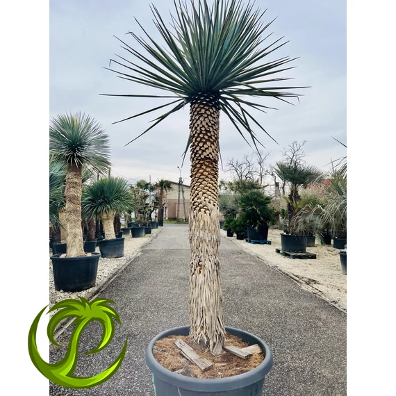Yucca Rigida 170-180cm törzzsel, 270-280cm teljes magasság 