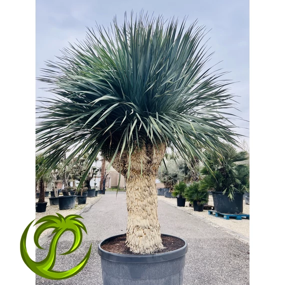 Yucca Rostrata multifej 6! fejjel 110-120cm törzzsel, 230cm teljes magasság