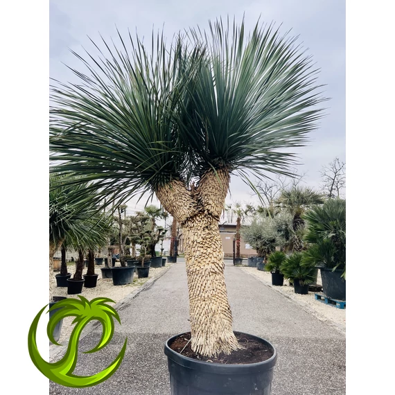 Yucca Rostrata 130-140cm törzzsel, 260-270cm teljes magasság