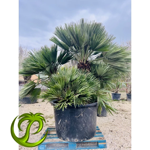 Chamaerops Humilis Vulcano csoport 210-220cm teljes méret
