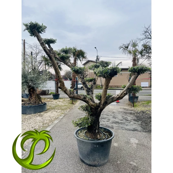 Olea Europaea Pom-Pom nagy 1.