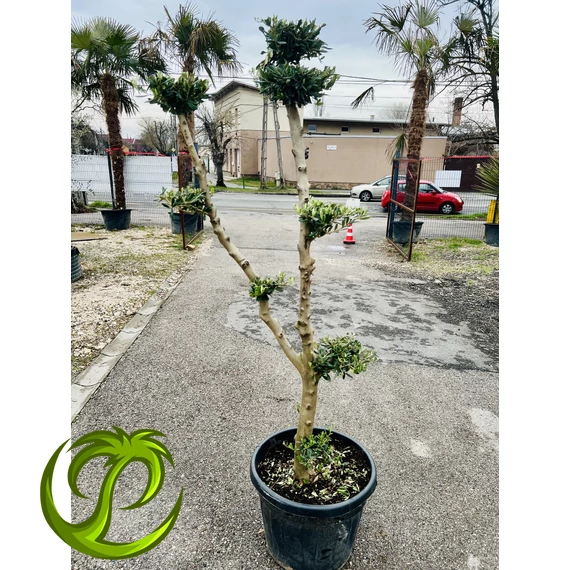 Olea Europaea Pom-Pom 190-200cm teljes magasság