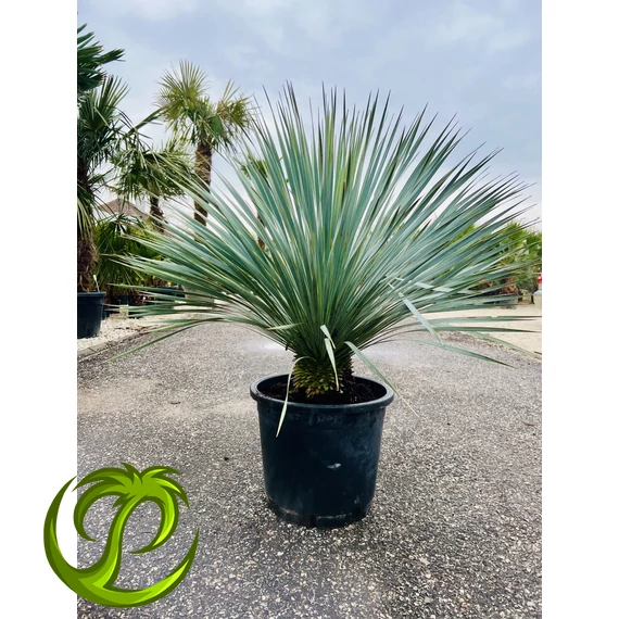 Yucca Rostrata 90-100cm teljes magasság