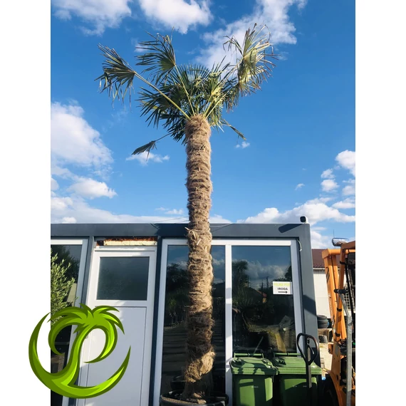 Kínai kenderpálma (trachycarpus fortunei) 390-400cm törzzsel