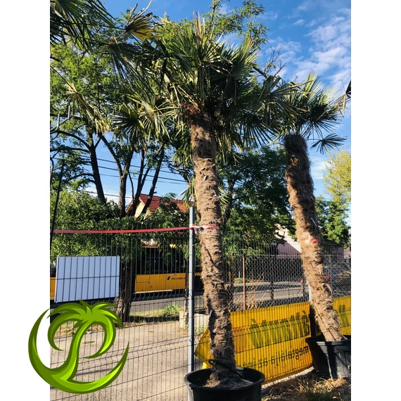 Kínai kenderpálma (trachycarpus fortunei) 350cm törzzsel