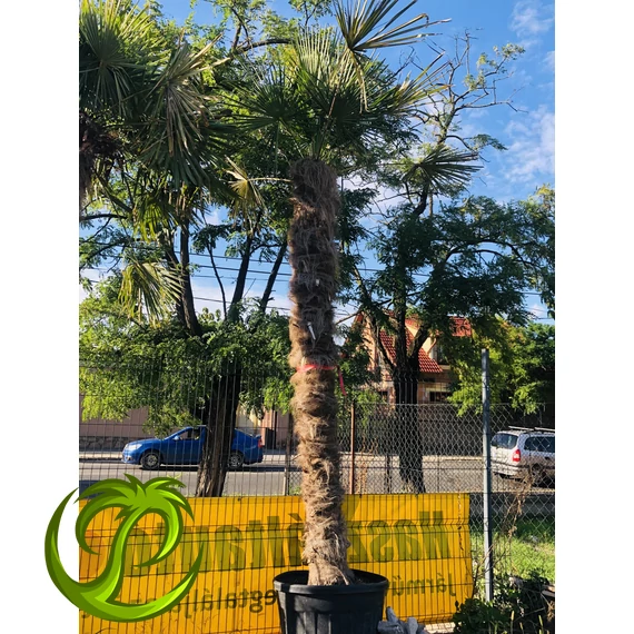 Kínai kenderpálma (trachycarpus fortunei) 340cm törzzsel