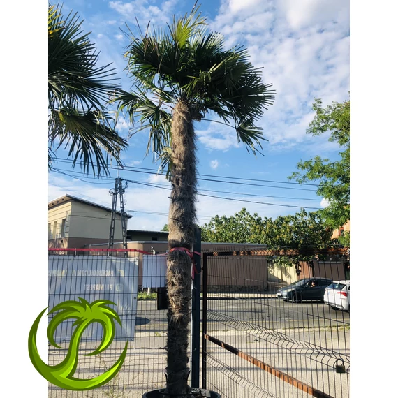 Kínai kenderpálma (trachycarpus fortunei) 380-390cm törzzsel