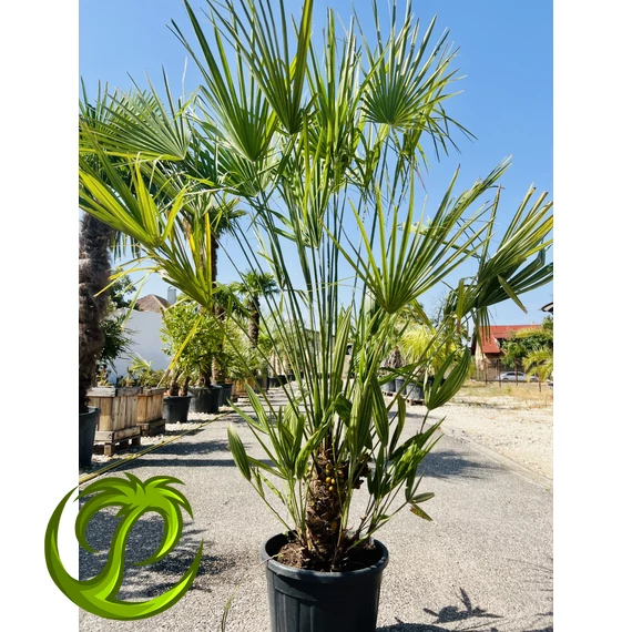 Chamaerops Humilis (lószőrpálma) 190-200cm