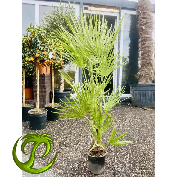 Chamaerops Humilis (lószőrpálma) 90-110cm