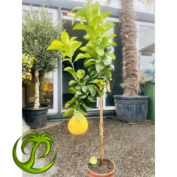Citrus Grandis - Pomelo (termő) 140-150cm