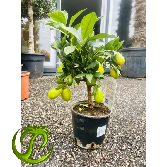 Citrus limequat termő 45-60cm
