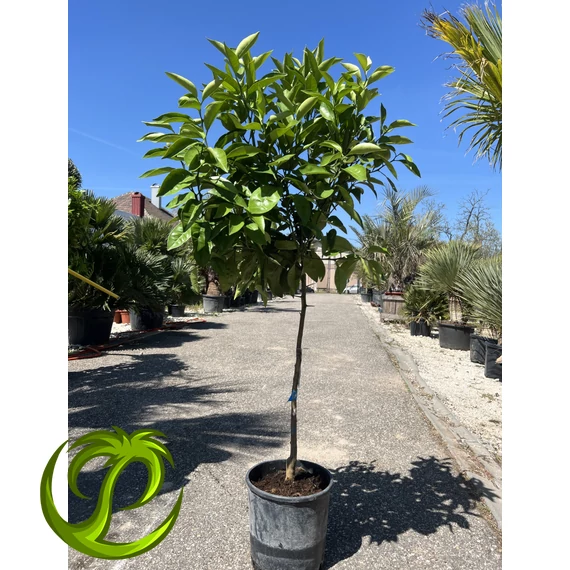 Sinensis édes narancsfa (termő) 170cm teljes magasság