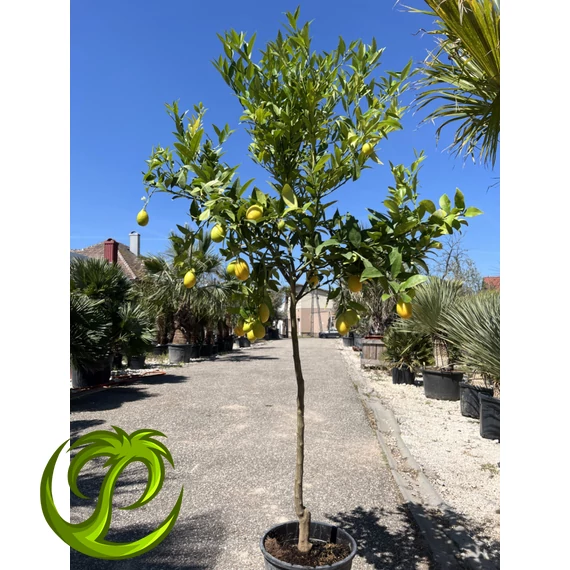Citrus limequat termő 170-180cm teljes magasság