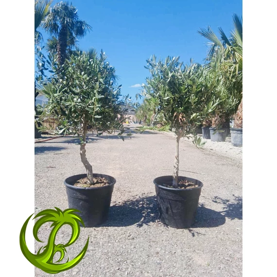 Olea Europaea 70-80cm