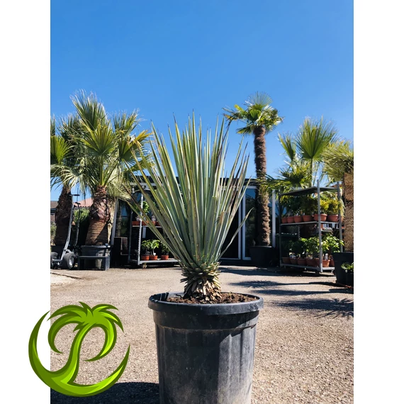 Yucca Rigida 80-90cm