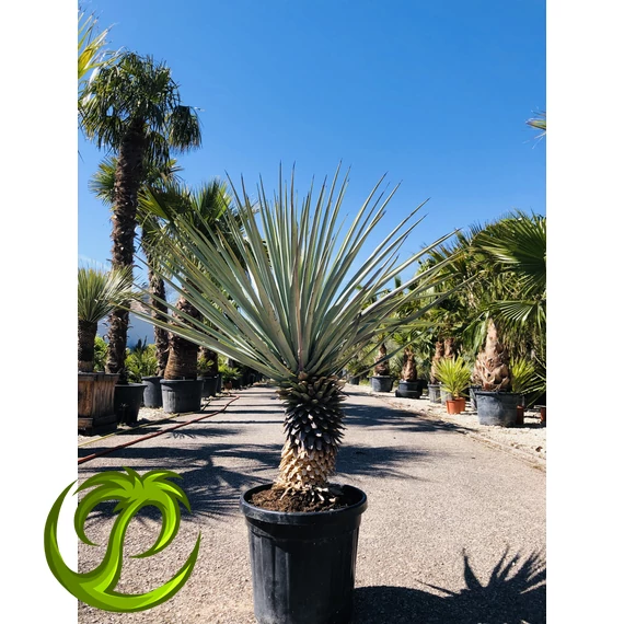 Yucca Rigida 120-130cm