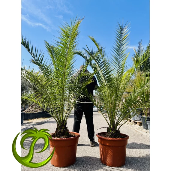 Phoenix Canariensis (Kanári datolyapálma) 180-200cm