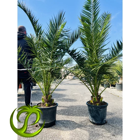 Kanári datolyapálma (Phoenix Canariensis) 170-190cm
