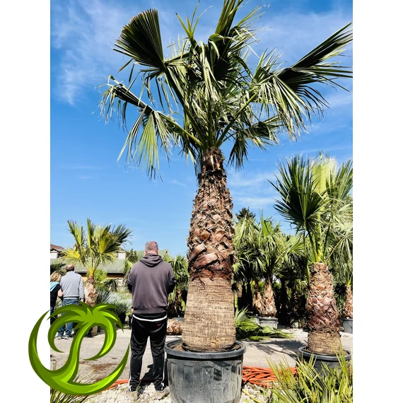 Washingtonia Filifera 250cm törzzsel, 500cm teljes magasság