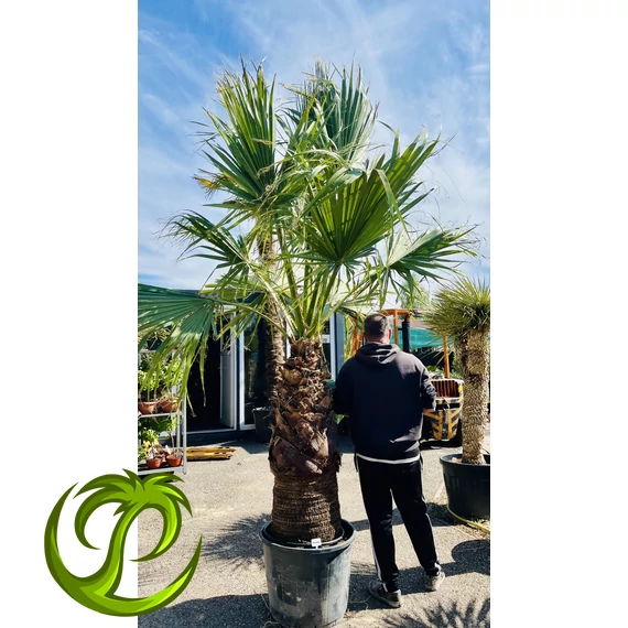 Washingtonia Filifera 110-120cm törzzsel, 370cm teljes magasság
