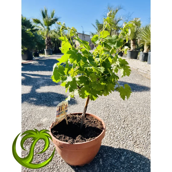 Vitis Vinifera szőlő /termő/ 50-60cm teljes magasság