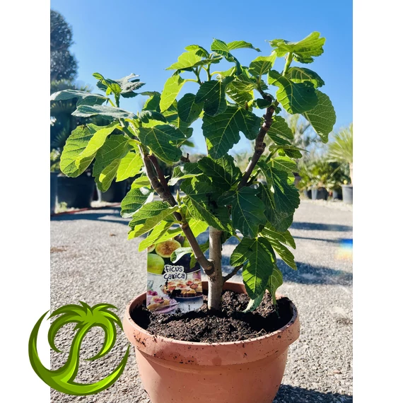 Édes törzses füge - Ficus carica 50-60cm teljes magásság