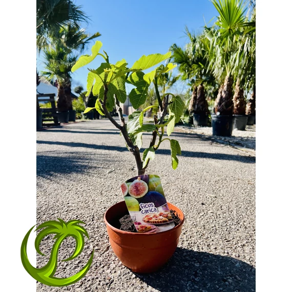 Édes törzses füge - Ficus carica 35-cm teljes magásság